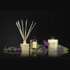 black orchid lily 1